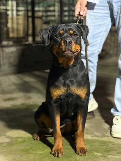 Pedigree Female