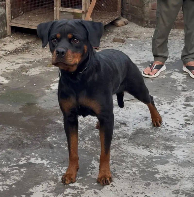 Pedigree Female — photo 2