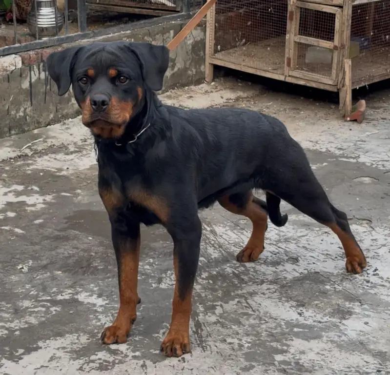 Pedigree Female — photo 3