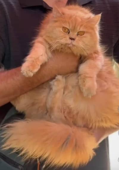 14 Months Persian Female adult