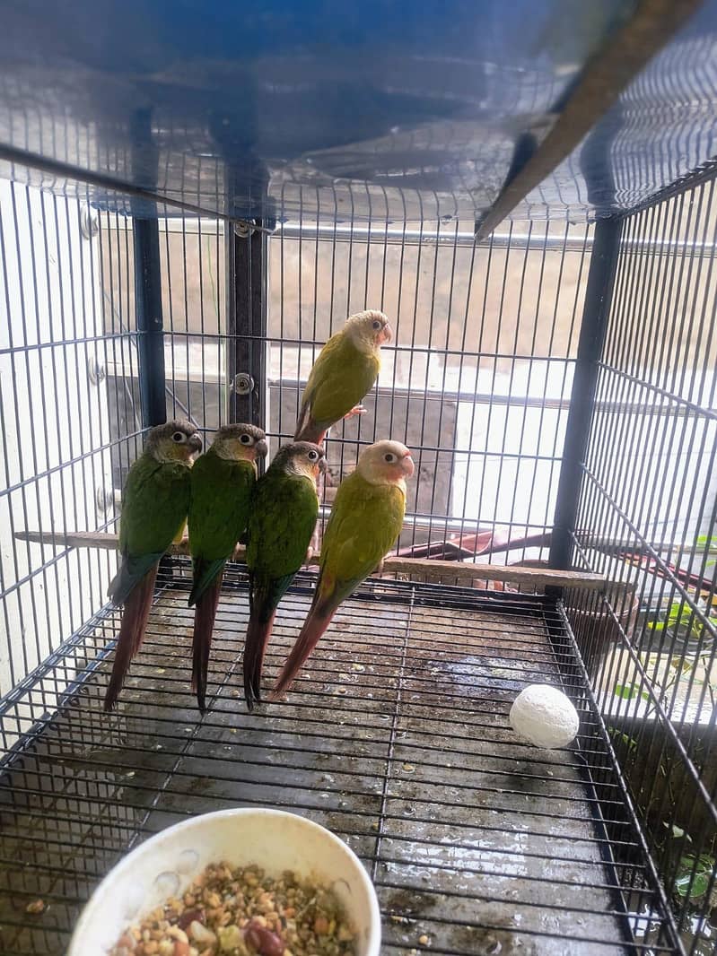 conure 0