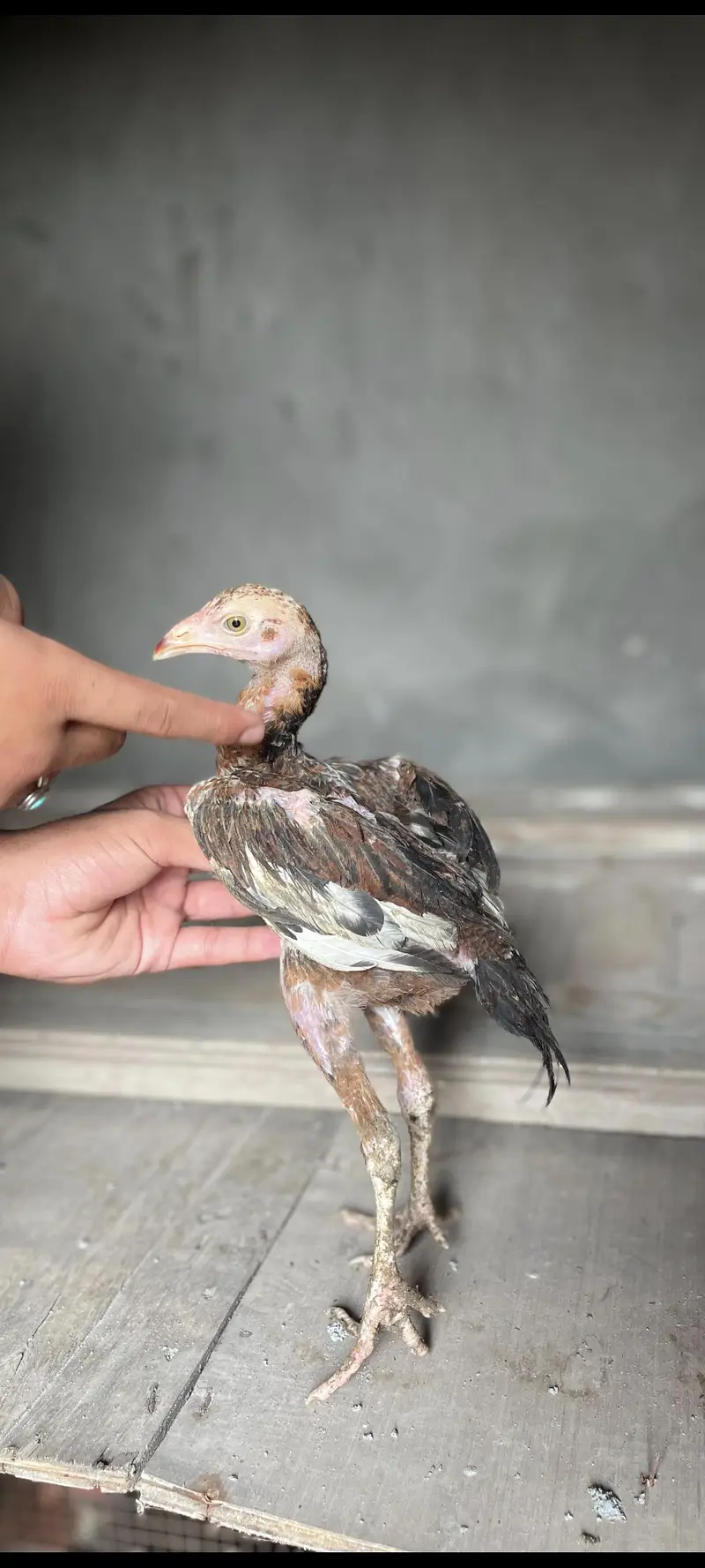 Aseel Chicks BURMI SAIGON plus Pakistani — photo 4