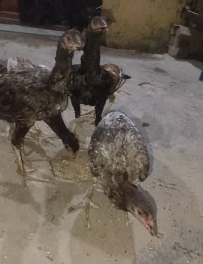 6 Pure Aseel Amroha Pathiyan Females for Sale