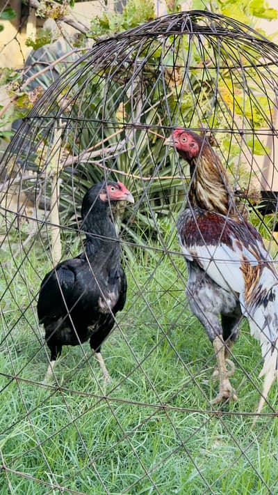 High quality Aseel pair best birds