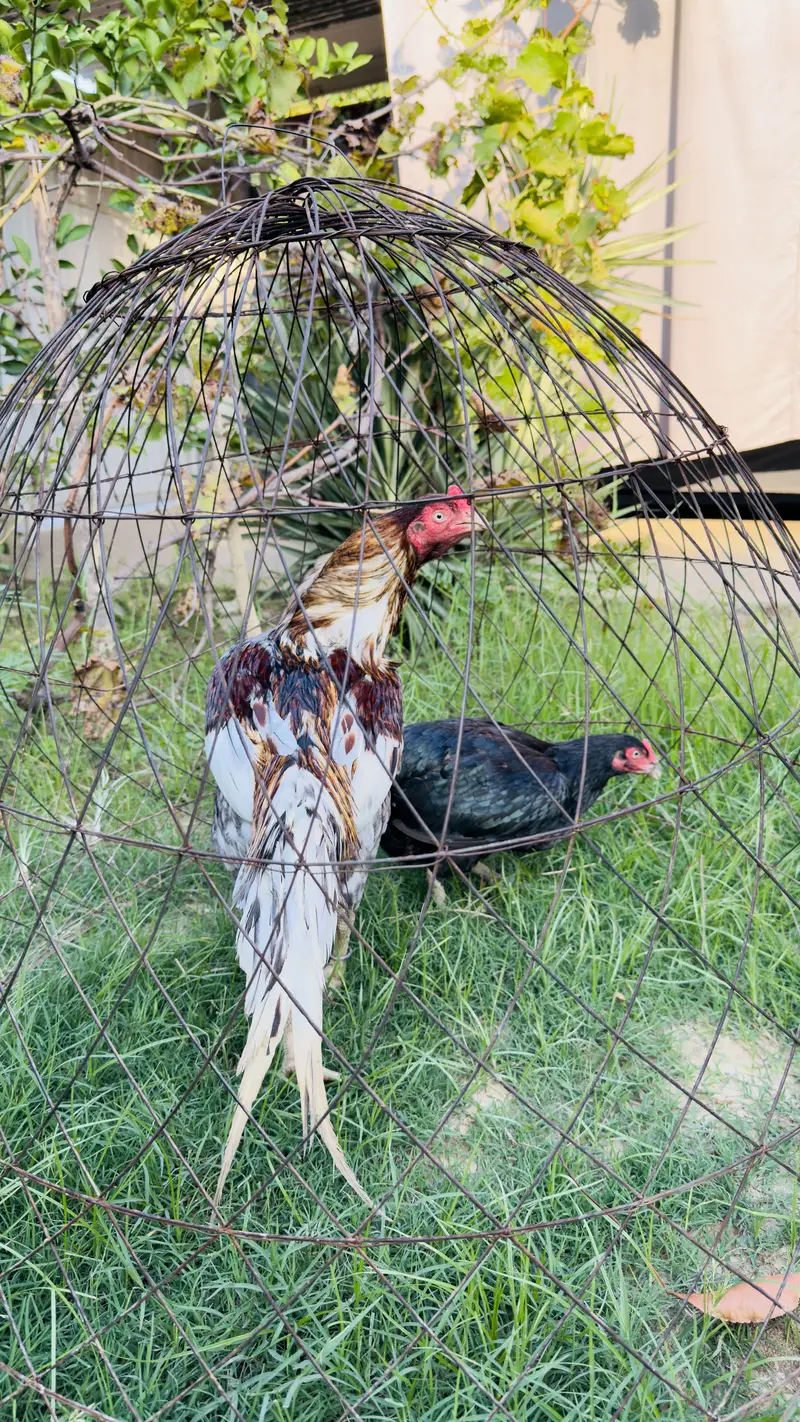 High quality Aseel pair best birds — photo 2