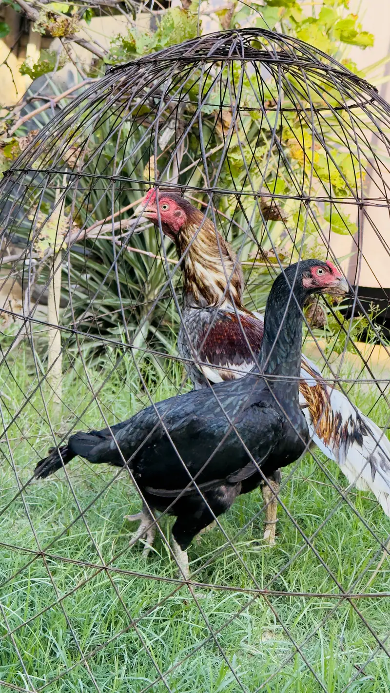 High quality Aseel pair best birds — photo 3