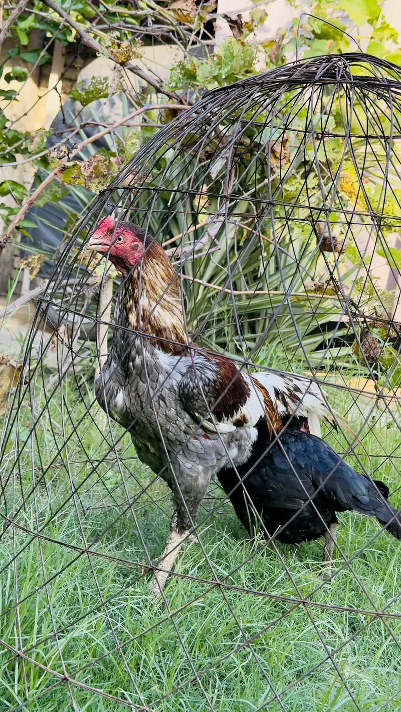 High quality Aseel pair best birds — photo 5