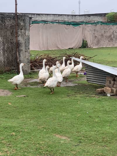 White goose ducks