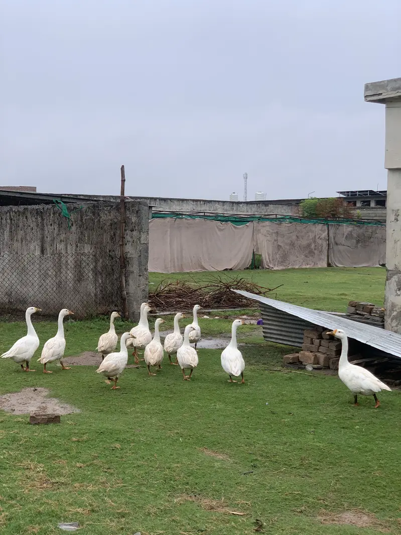 White goose ducks — photo 2