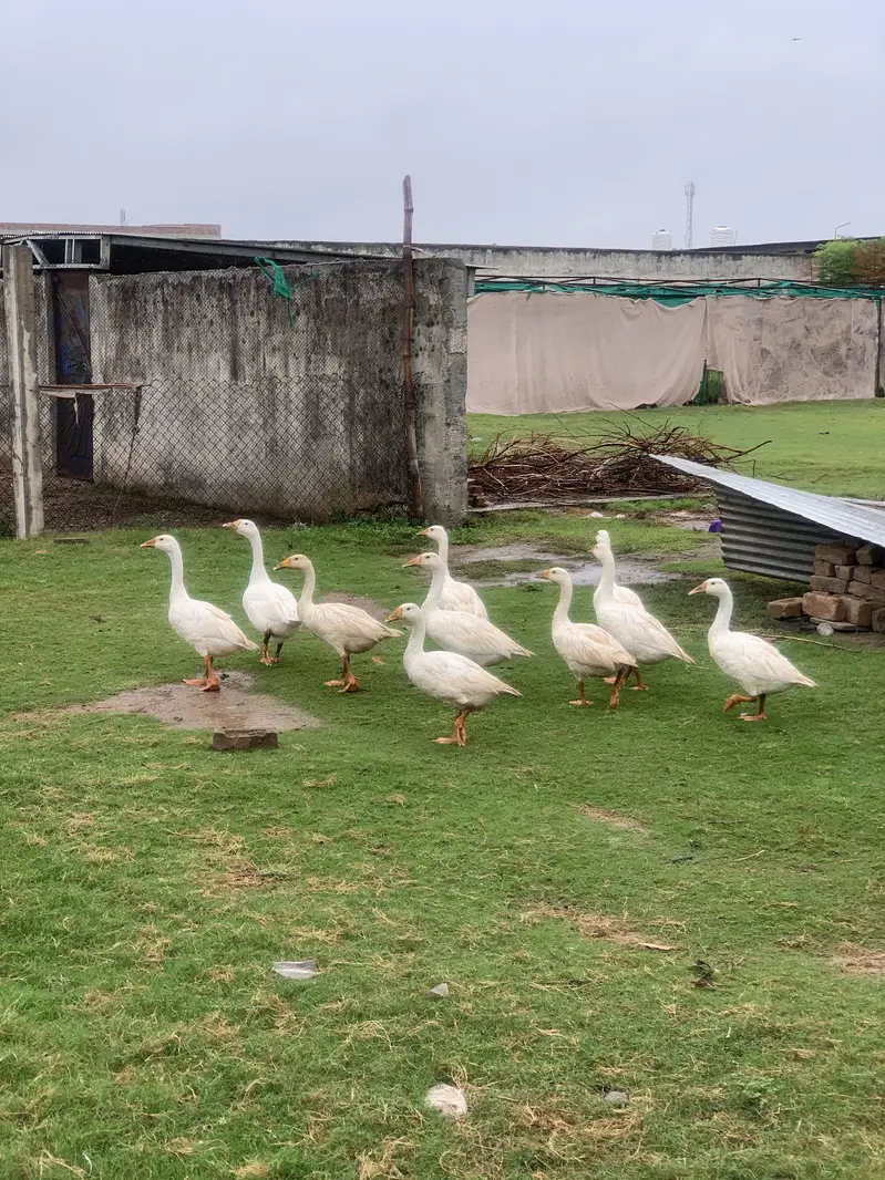 White goose ducks — photo 3