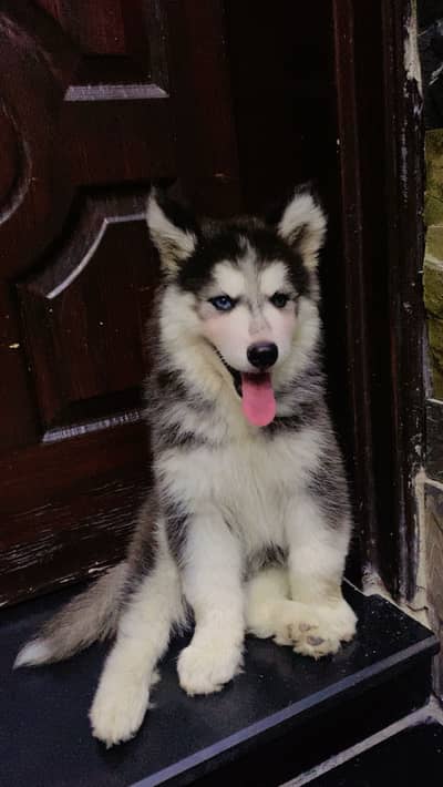 Siberian husky