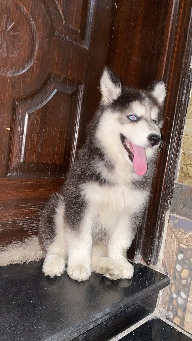 Siberian husky — photo 2
