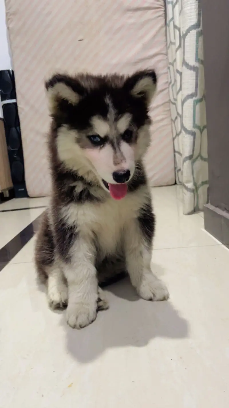 Siberian husky — photo 3