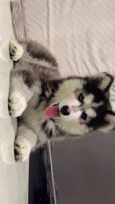Siberian husky