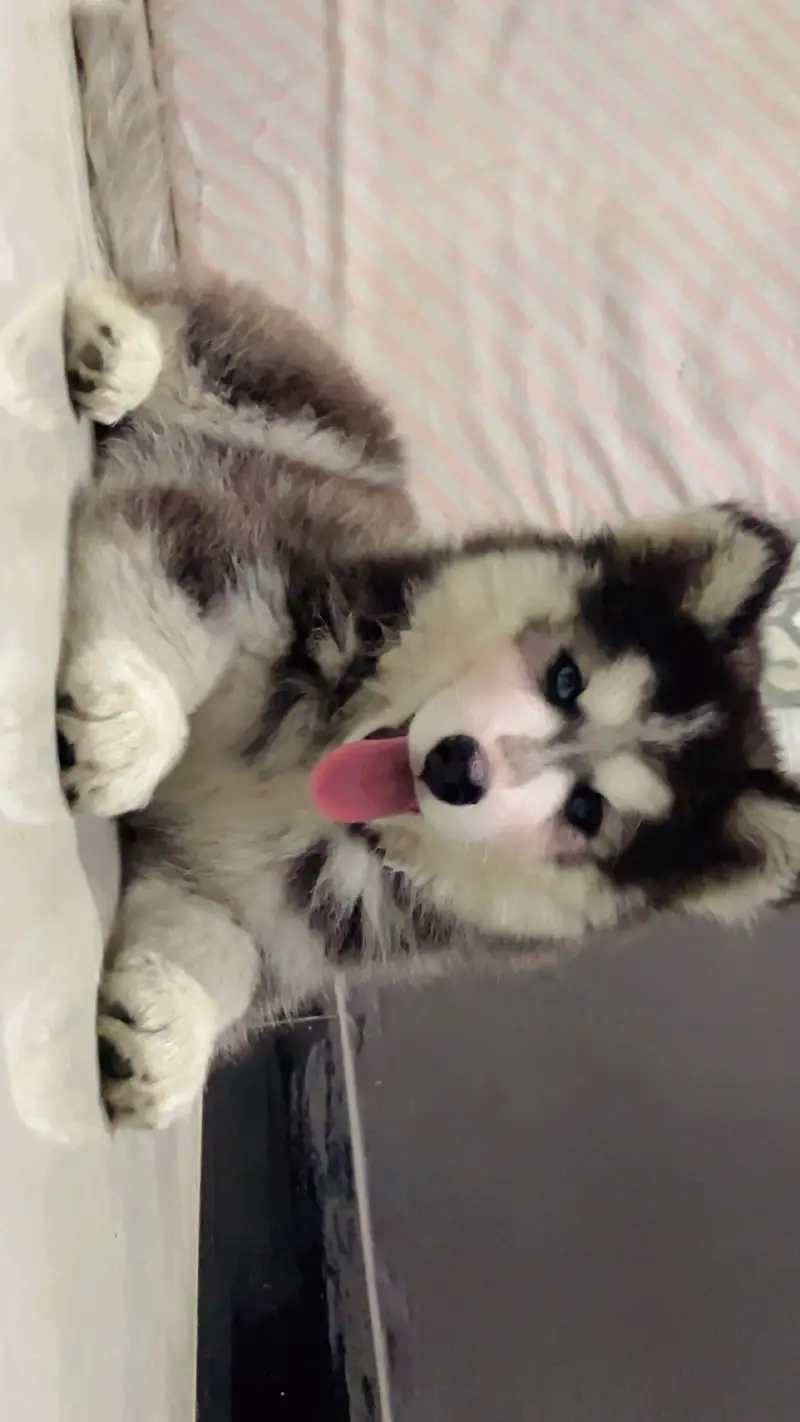 Siberian husky — photo 4