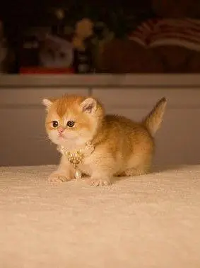 British shorthair. Ragdoll. Scottish fold. Maine coons ava in import — photo 5
