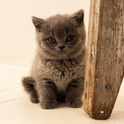 [British shorthair][Ragdoll] [Scottish fold] Maine coons ava in import