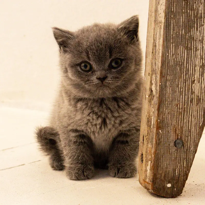 British shorthair. Ragdoll. Scottish fold. Maine coons ava in import — photo 6