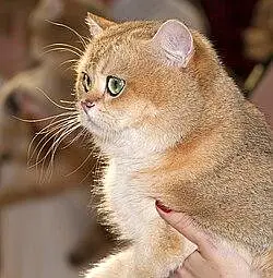 British shorthair. Ragdoll. Scottish fold. Maine coons ava in import — photo 7
