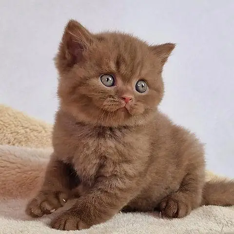 British shorthair. Ragdoll. Scottish fold. Maine coons ava in import — photo 8