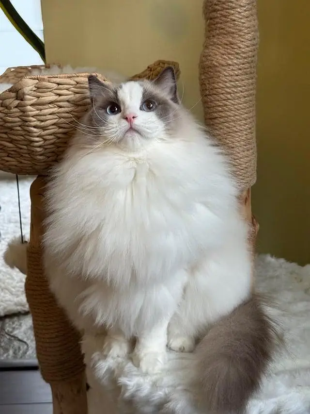 British shorthair. Ragdoll. Scottish fold. Maine coons ava in import — photo 9