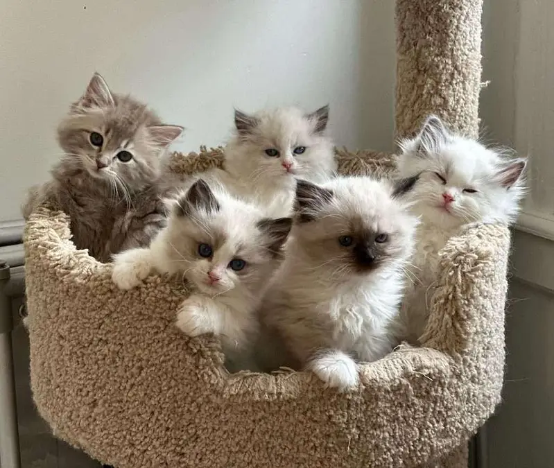 British shorthair. Ragdoll. Scottish fold. Maine coons ava in import — photo 10