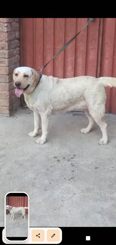 British labradog pedigree femail available in multan