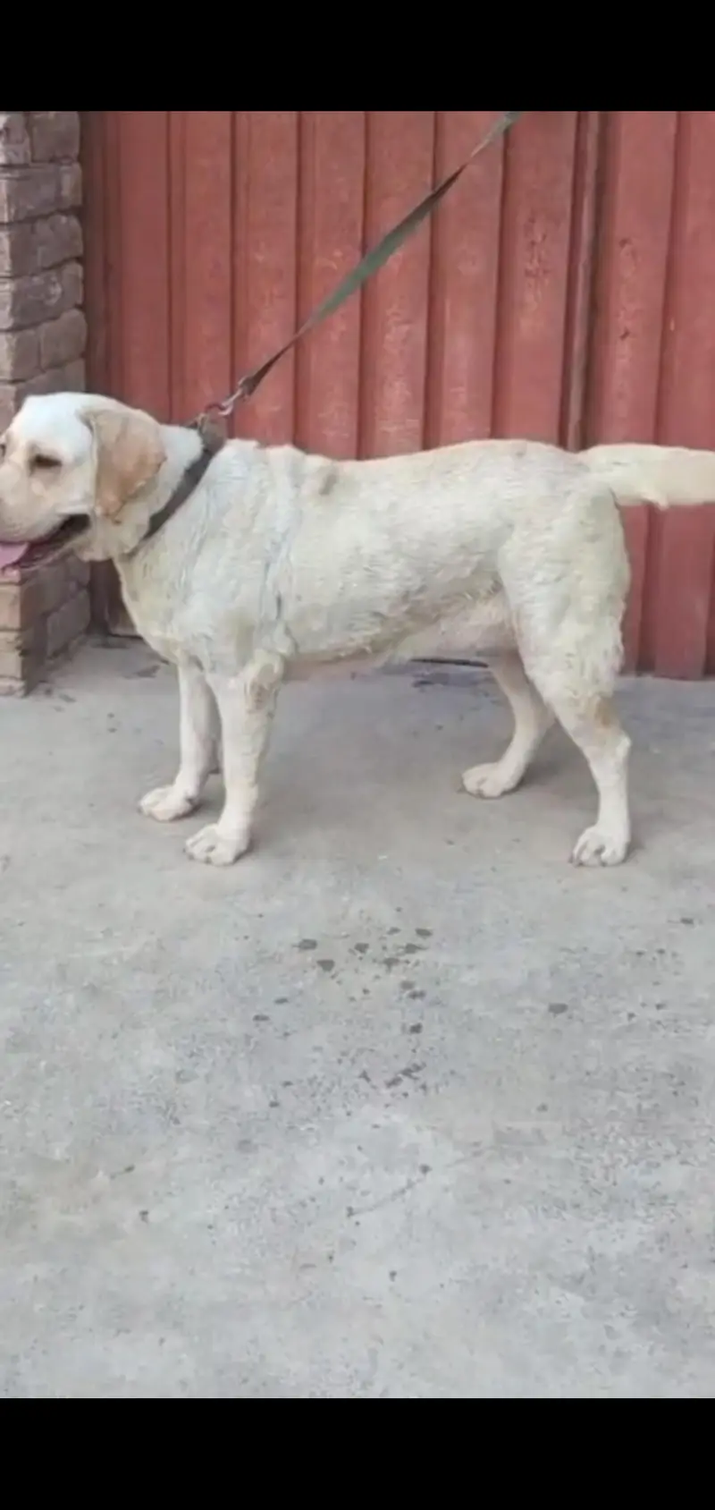 British labradog pedigree femail available in multan — photo 2