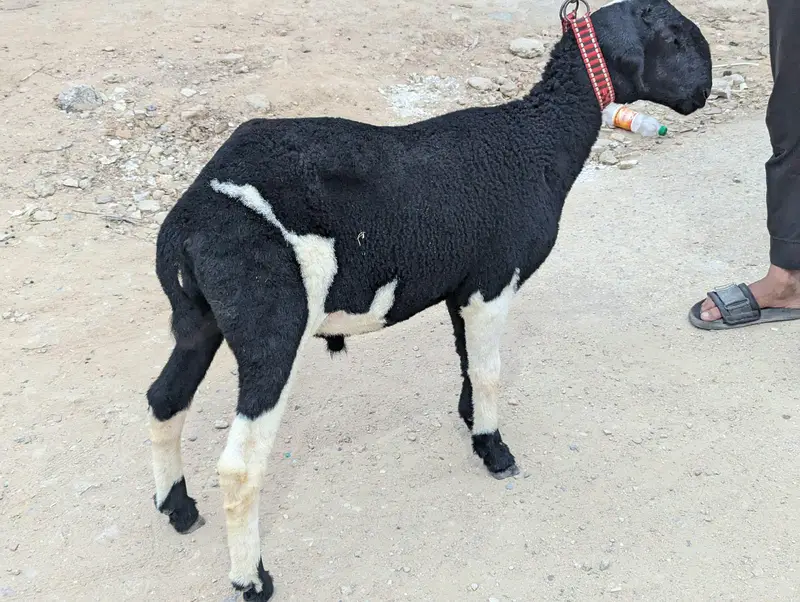 Dumba Sale
