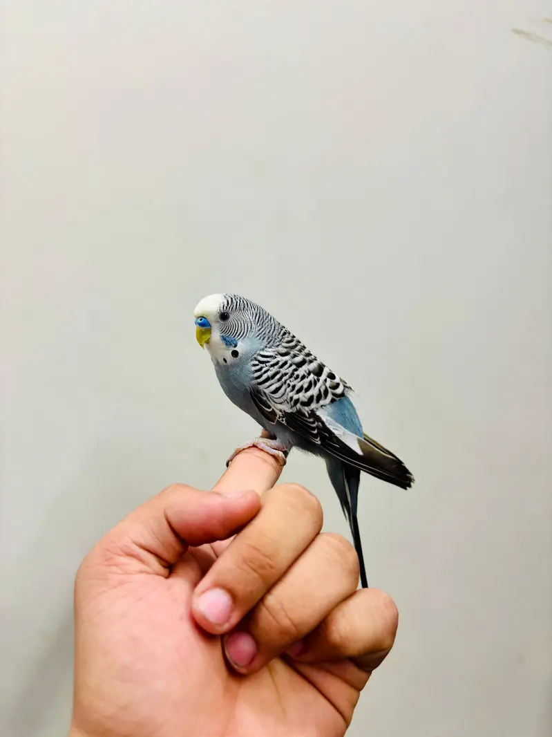 Hand Tame Budgies and Love birds For Sale