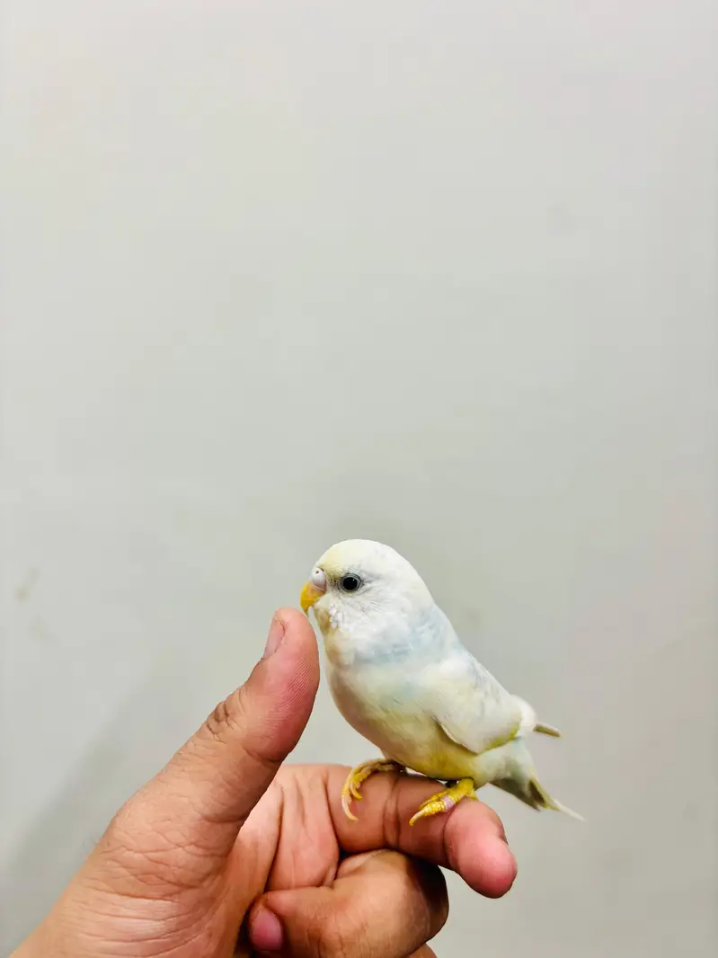 Hand Tame Budgies and Love birds For Sale — photo 2