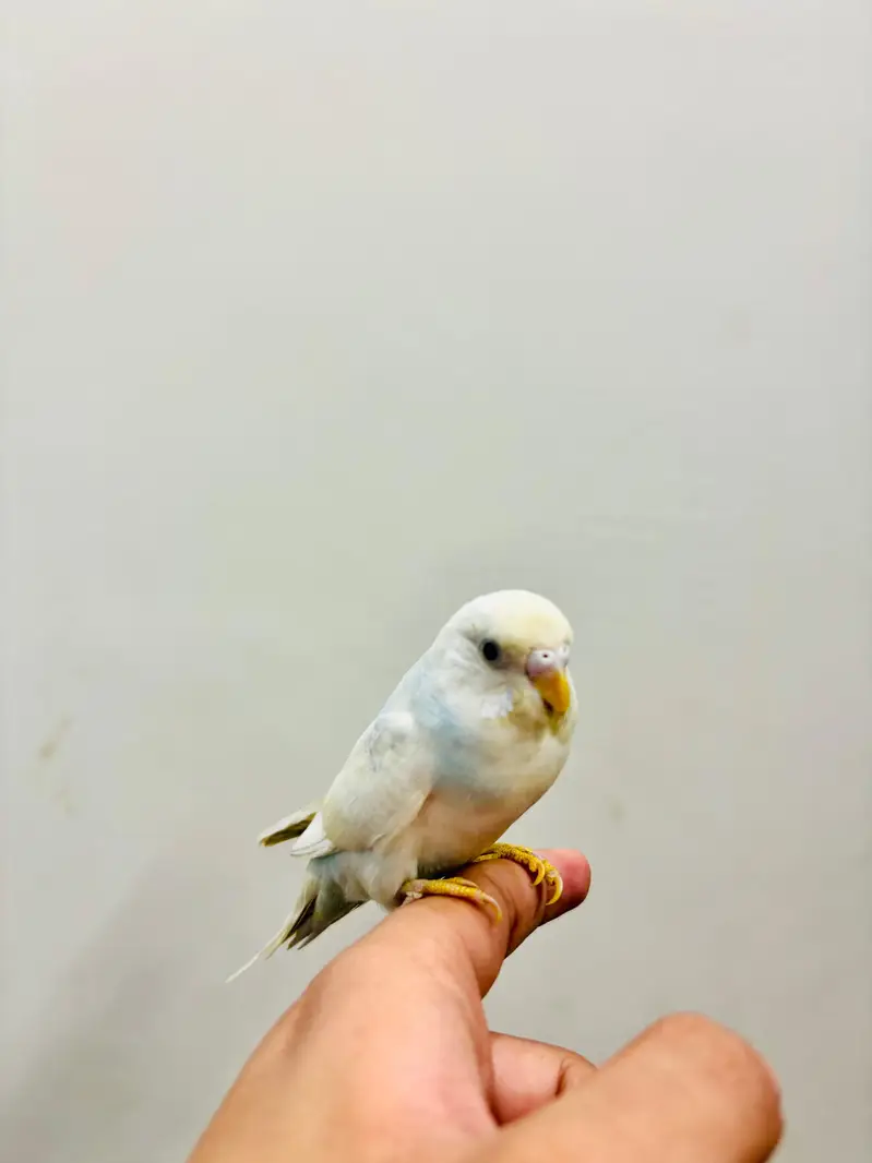 Hand Tame Budgies and Love birds For Sale — photo 3