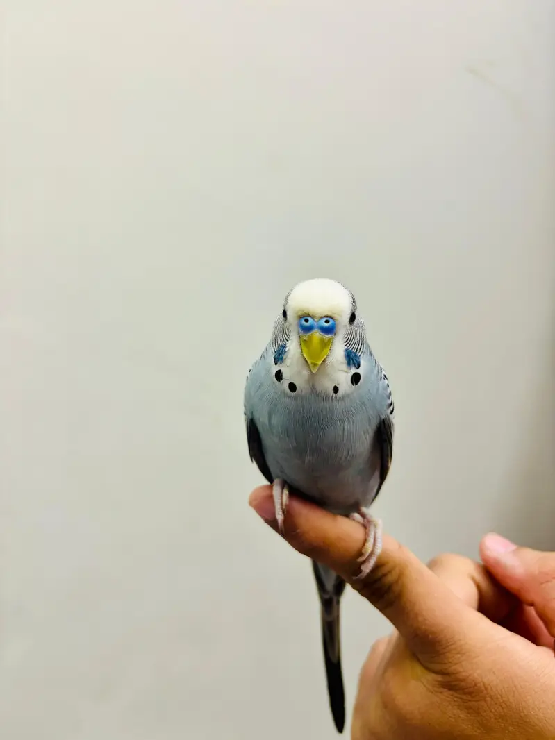 Hand Tame Budgies and Love birds For Sale — photo 4