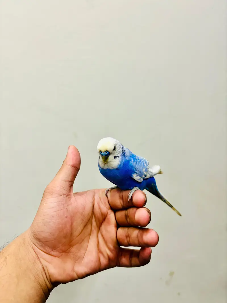 Hand Tame Budgies and Love birds For Sale — photo 5