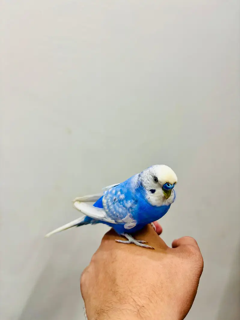 Hand Tame Budgies and Love birds For Sale — photo 6