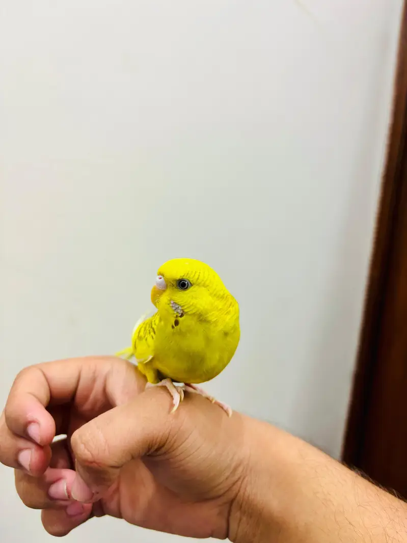 Hand Tame Budgies and Love birds For Sale — photo 7
