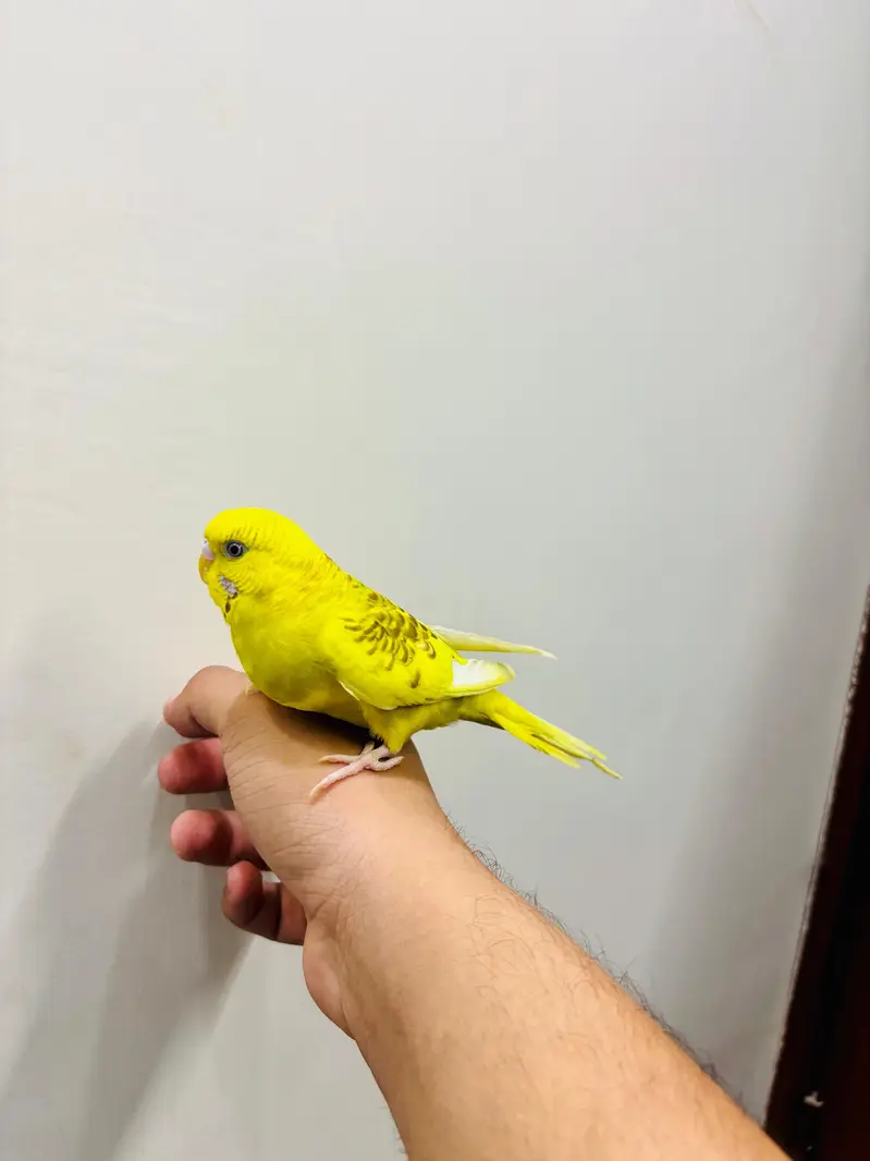 Hand Tame Budgies and Love birds For Sale — photo 8