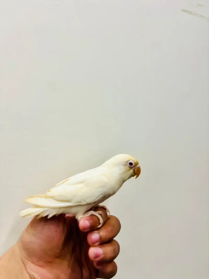 Hand Tame Budgies and Love birds For Sale — photo 9