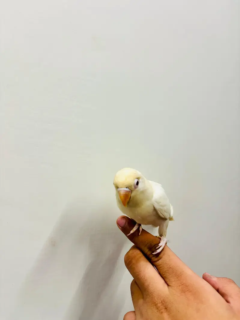 Hand Tame Budgies and Love birds For Sale — photo 10