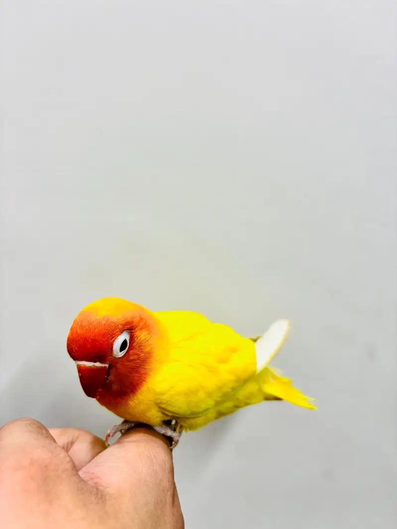 Hand Tame Budgies and Love birds For Sale — photo 11