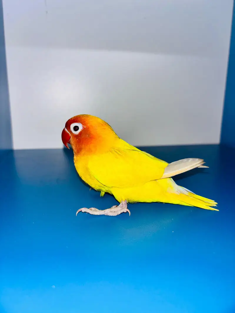 Hand Tame Budgies and Love birds For Sale — photo 12