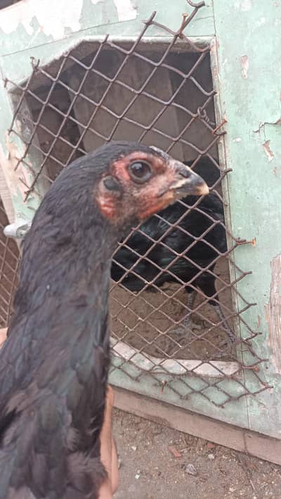 aseel thai pure and thai cross 5 months pathy pathiya and breeders