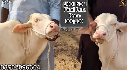 Pure Gulabi Nukra Albino White Eyes Pink Nose 2027 Qurbani Collection