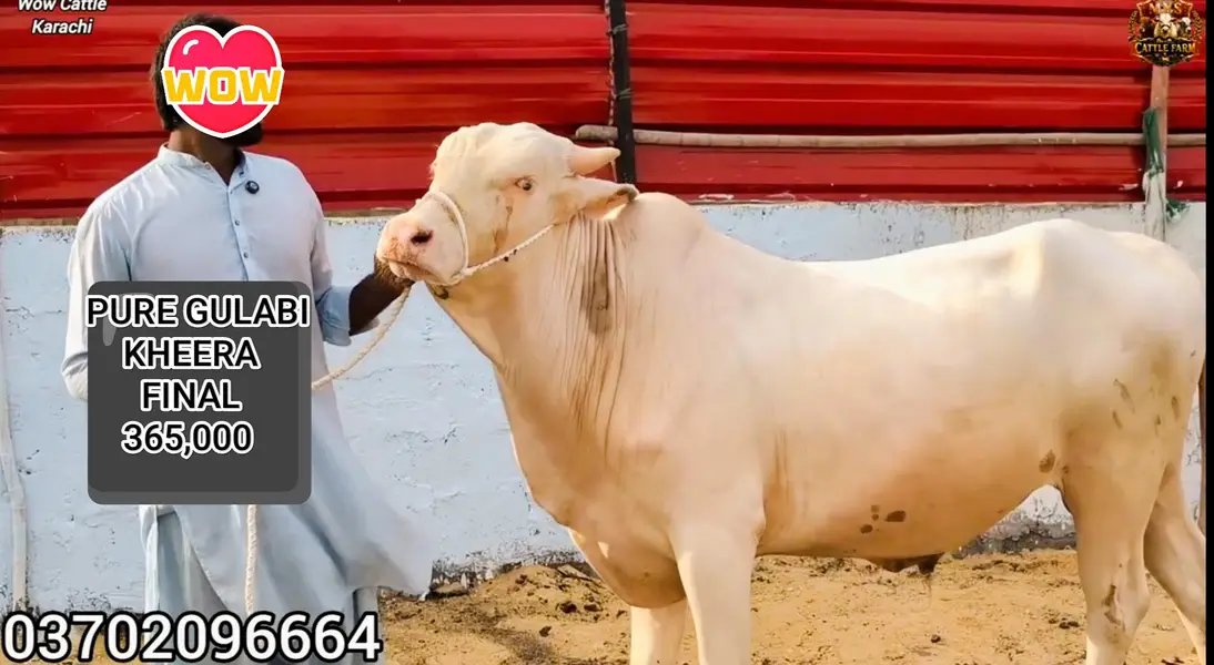 Pure Gulabi Nukra Albino White Eyes Pink Nose 2027 Qurbani Collection — photo 2