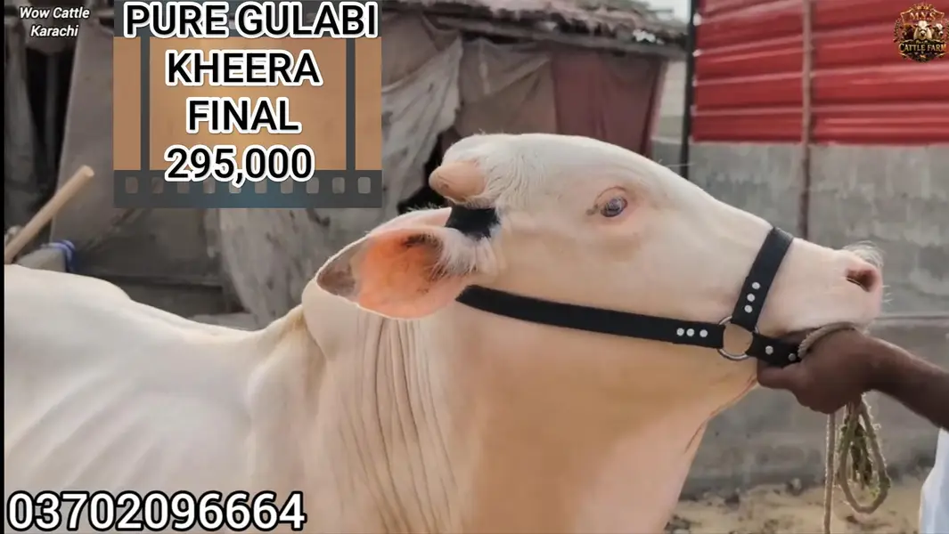 Pure Gulabi Nukra Albino White Eyes Pink Nose 2027 Qurbani Collection — photo 3