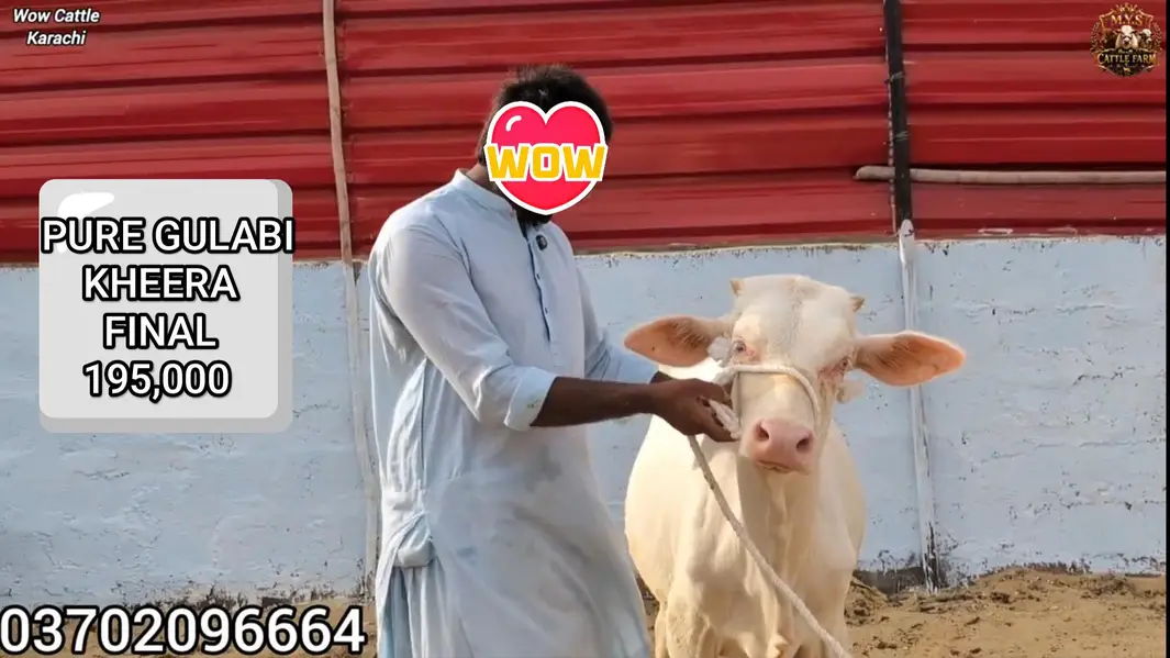 Pure Gulabi Nukra Albino White Eyes Pink Nose 2027 Qurbani Collection — photo 4