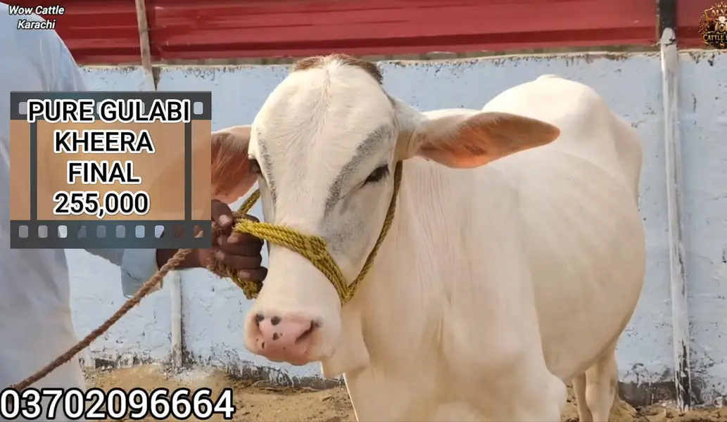 Pure Gulabi Nukra Albino White Eyes Pink Nose 2027 Qurbani Collection — photo 5