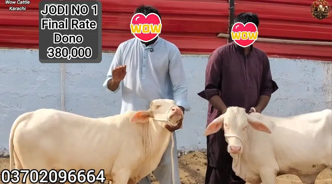 Pure Gulabi Nukra Albino White Eyes Pink Nose 2027 Qurbani Collection — photo 6
