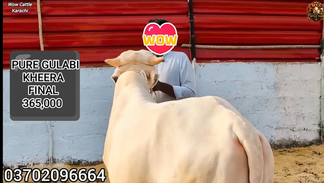 Pure Gulabi Nukra Albino White Eyes Pink Nose 2027 Qurbani Collection — photo 7