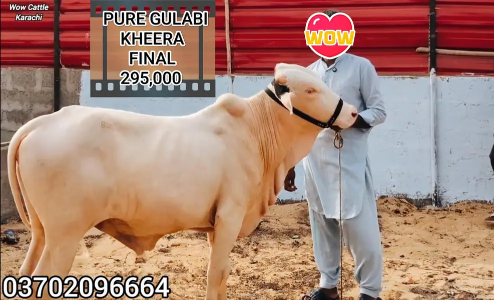Pure Gulabi Nukra Albino White Eyes Pink Nose 2027 Qurbani Collection — photo 8